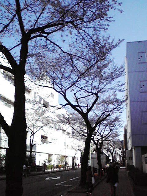 浜松町第一クリニック上野院　 桜